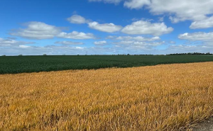 Walk crops for grass weed issues