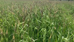 Identifying critical tillage grass weeds
