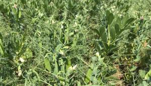 Inter cropping challenges
