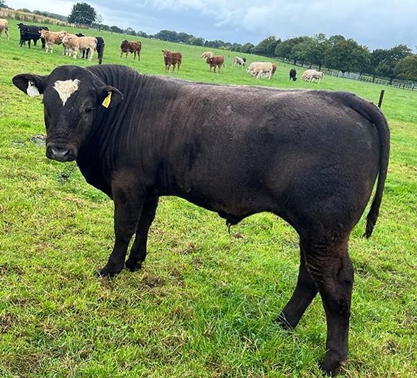 Bull weanling at grass