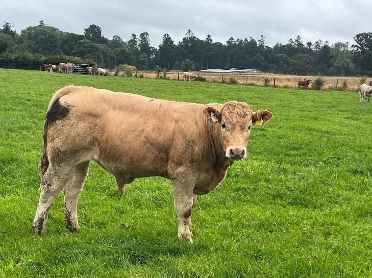 Bull weanling at grass