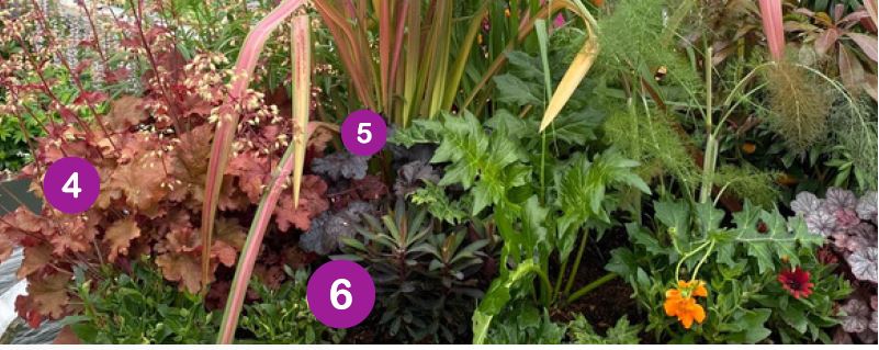 Ornamental Combinations Warm bronze & purple toned foliage from a selection of Heuchera (4,5), accompanied by Euphorbia ‘Black Bird’ (6) give wonderful rich texture