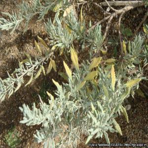 Symptoms of Xylella fastidiosa subsp. multiplex on Lavandula x allardi Courtesy: Agnès POIRIER, NPPO of France 