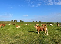 Teagasc FUTURE BEEF Programme in Ballyheane Co. Mayo