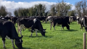 Current management tips from the Grass10 Team