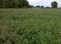 Establishment systems for red clover